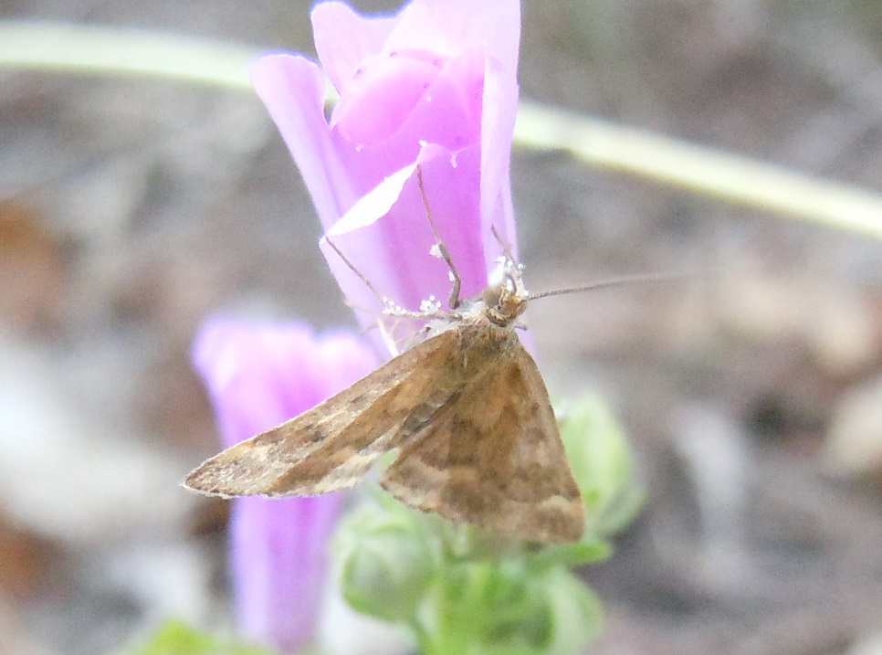 Pyrausta despicata